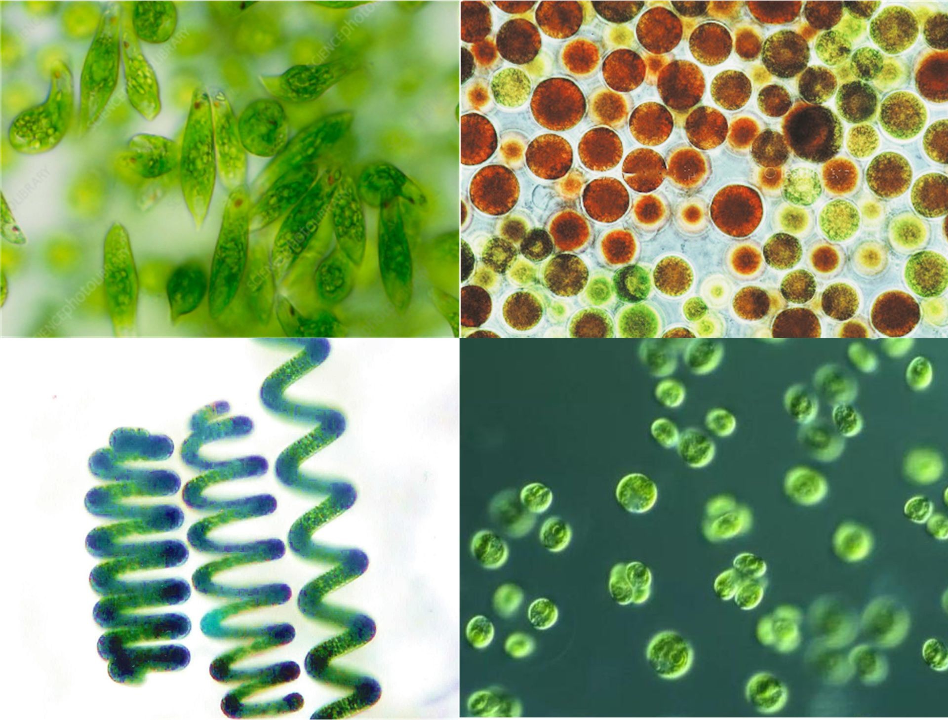 Microalgae healthy products development